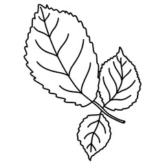 green leaves of a rose on an isolated white background, watercolor illustration, botanical painting