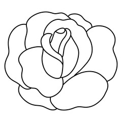 Rose hand drawn illustration