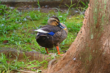 木陰のカルガモ