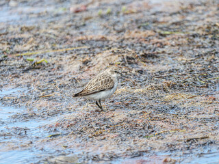 Western Sandpiper