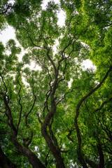 Jungle forest and thickets of tropical plants and trees with green foliage on the crowns. Natural green background.