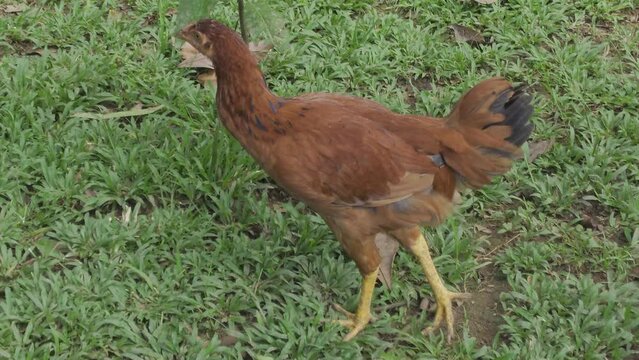 Frango caipira forrageando livremente em pastagem natural. Frango na fazenda org&acirc;nica