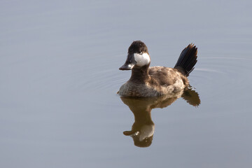 Ruddy duck reflection.  North American Stiffed tailed duck, waterfowl in still calm water.  Dabbling duck bill feathers.  Pond lake ripples mirror. Bird floating swimming feeding