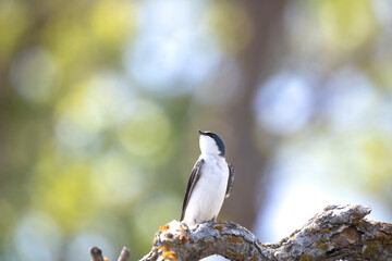 Dazzling Lights in  a Tree Swallow's world

Tree Swallow (Tachycineta bicolor) looks up into the dazzling forest lights and beautiful bokeh.  
