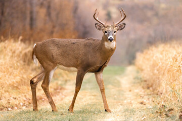 The Sacred Stoicism of the Stag Large Whitetail Deer crosses a path, it takes a moment to look you in the eye and show you impressive, symmetrical antlers