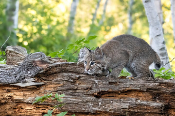 Crouching feline on a gnarled log.  cat poised in the forest. Dead log and green background with...