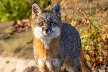 Hello I'm a Fox, I'll be Your Guide

A Gray Fox (Urocyon cinereoargenteus) looks into the camera on a warm morning. 

Captured in controlled environment