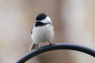 Black Capped Chickadee Perches on a Bar