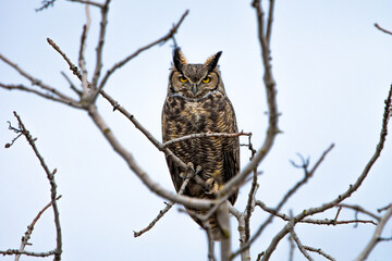 Great Horned Owl Sits in Gnarled Branches

(Bubo virginianus) Spooky and unnerving, this owl pierces you with a yellow eyed gaze - Powered by Adobe