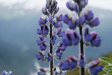 Purple Lupin Mountain Top

Selective focus of two Lupine flowers (Lupinus nootkatensis) on a...