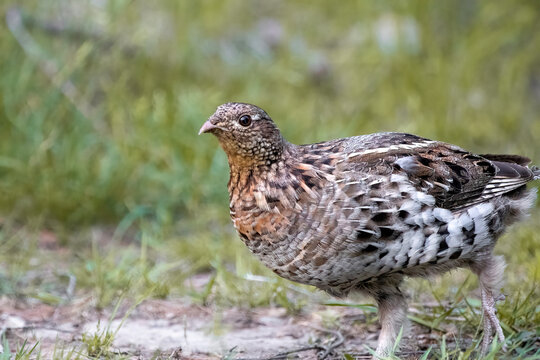 Ruffed Grouse (Bonasa umbellus)

Revered amongst the ground loving fowl belonging to the the name grouse, this bird is anything but ruffled