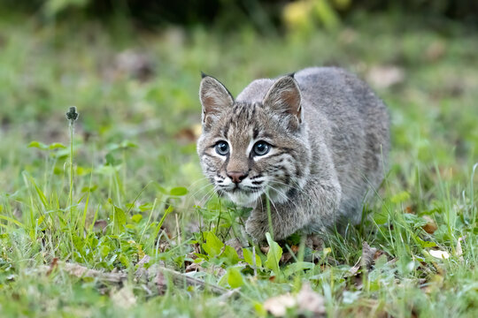 A feline, bobcat, stalking and sneaking through grass.  Short grass and plants cover the cat. 
 Photo is in a controlled environment.  Gray blue eyes, pointed ears, and stripes, long whiskers