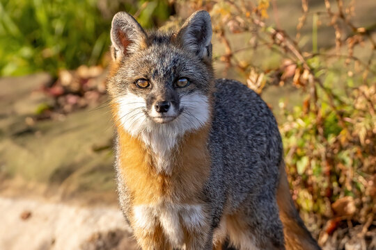 Hello I'm a Fox, I'll be Your Guide

A Gray Fox (Urocyon cinereoargenteus) looks into the camera on a warm morning. 

Captured in controlled environment