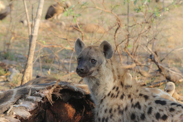 A hyena (Hyaenidae) in the carcass of a dead giraffe in Africa. ￼	