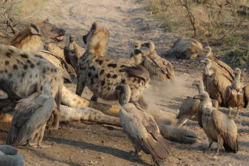 Papier Peint photo Hyène A pack of hyenas (Hyaenidae) and a flock of vultures (Necrosyrtes monachus) fighting over the carcass of a dead giraffe in Africa. ￼ 