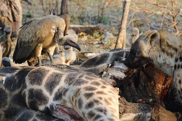 Deurstickers Een troep hyena& 39 s (Hyaenidae) en een zwerm gieren (Necrosyrtes monachus) vechten om het karkas van een dode giraffe in Afrika. ￼ © Grantat