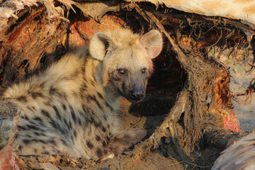 A hyena (Hyaenidae) in the carcass of a dead giraffe in Africa. ￼ 
