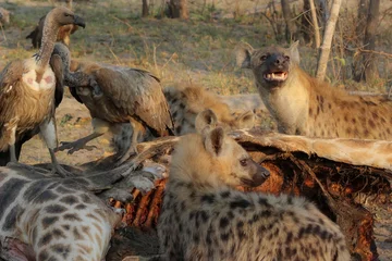 Foto op Plexiglas Een troep hyena& 39 s (Hyaenidae) en een zwerm gieren (Necrosyrtes monachus) vechten om het karkas van een dode giraffe in Afrika. ￼ © Grantat