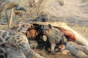 Tuinposter A pack of hyenas (Hyaenidae) and a flock of vultures (Necrosyrtes monachus) fighting over the carcass of a dead giraffe in Africa. ￼  © Grantat