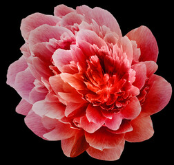 Red  peony flower  on  white isolated background with clipping path.   Closeup.   For design.  Nature.