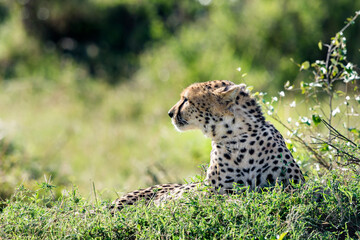Cheetah (Acinonyx Jubatus) with injured eye resting in Masai Mara, Kenya