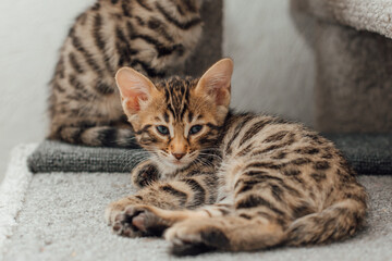 Naklejka na ściany i meble Cute bengal kitten laying on a soft cat's shelf of a cat's house.