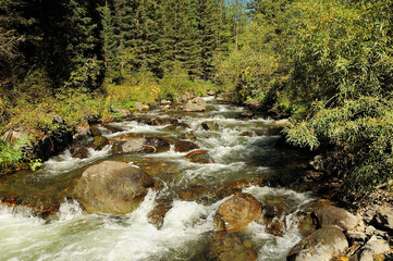 Fototapeta premium A stormy stream of a beautiful mountain river flowing through the morning forest, bending around the stones in its channel.