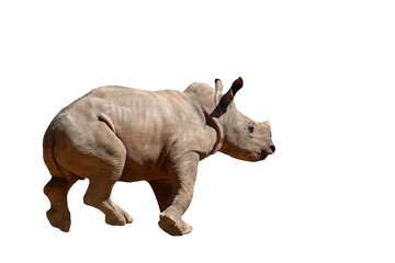 Obraz premium Baby white rhinoceros isolated on transparent background png file