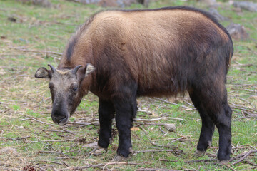 The takin, also called cattle chamois or gnu goat, is a goat-antelope found in the eastern Himalayas and this one in Bhutan.	