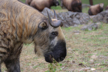 The takin, also called cattle chamois or gnu goat, is a goat-antelope found in the eastern Himalayas and this one in Bhutan.	