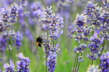 Bumble bee on Lavender flower
