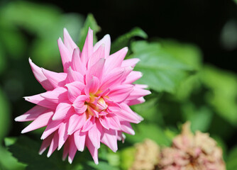 Pink Dahlia