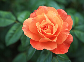 Orange Rose