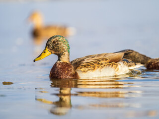 Fototapeta premium Mallard female Duck swims in the pond.