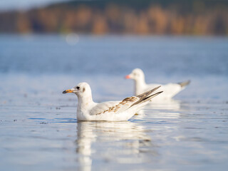 Obraz premium One Seagull, The Black-headed gull, Adult bird in winter plumage, swims on the calm lake shore