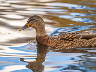 Mallard female Duck swims in the pond.