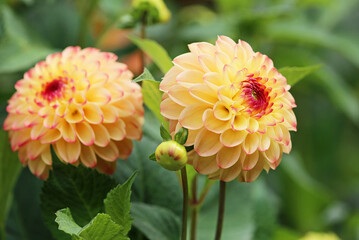 Spherical yellow Dahlia