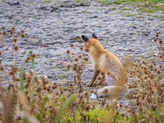 Close up of a red fox Vulpes vulpes, sitting on a path in the forest.