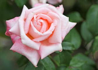 Pink Rose