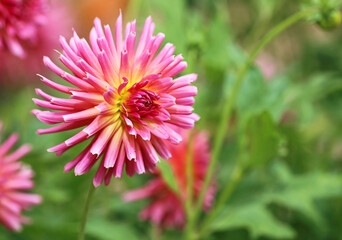 Pink Dahlia