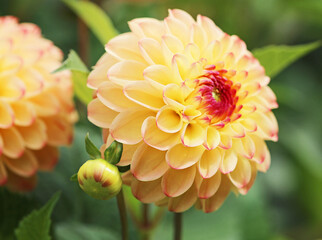 Yellow Dahlia
