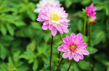 Two pink white Dahlia