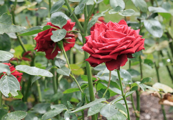 Red Rose