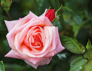 Pink Rose with red bud