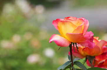 Yellow pink Rose