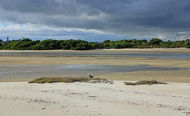 Ruakaka River mouth and oystercatcher -  - New Zealand