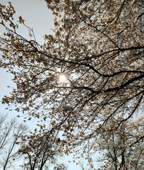 blossom in spring