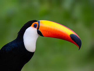 Toco Toucan closeup portrait on green background