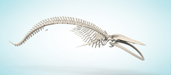 Real whale skeleton isolated on blue background. 3D illustration off blue whale skeleton.