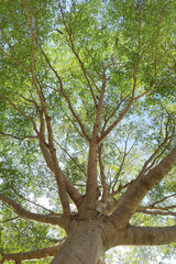 Fototapeta premium Landscape the big tree with nature background